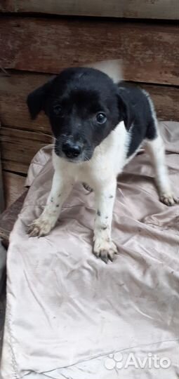 Щенки девочки метисы