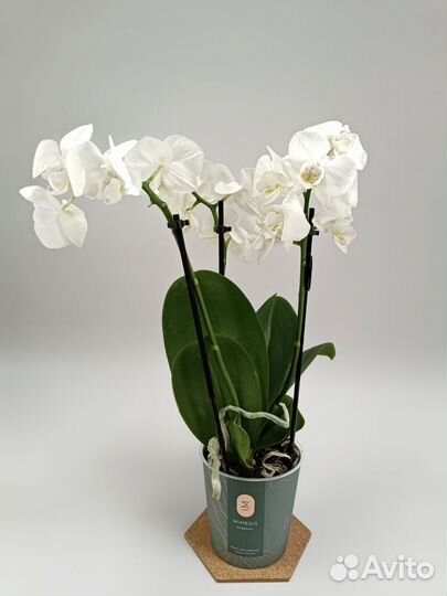 Орхидея Фаленопсис Silly Tommy