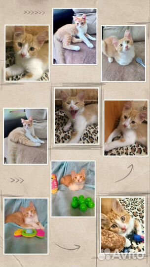 Котята в добрые руки