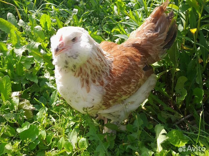 Фавероль 4 мес