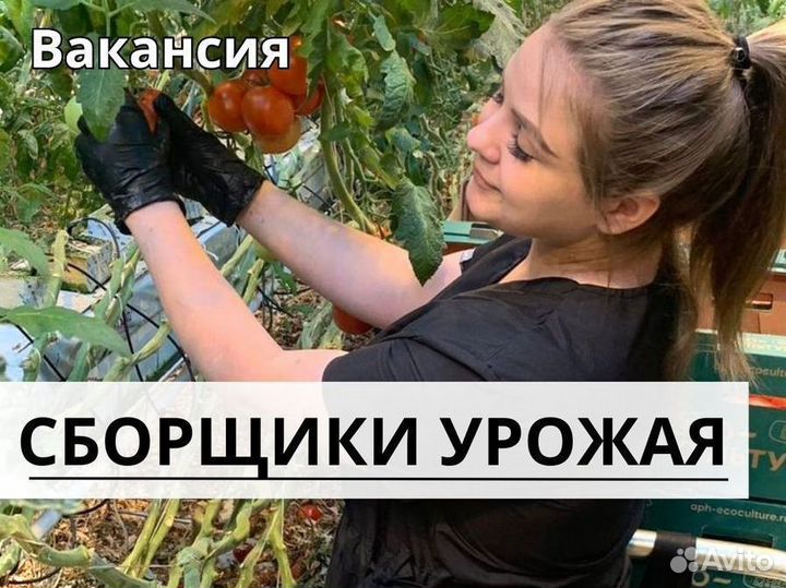 Сборщик урожая