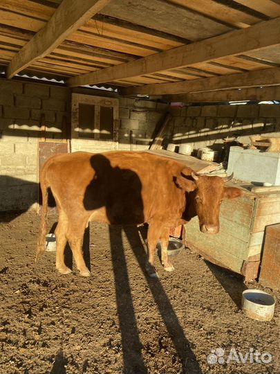 Коровы стельные
