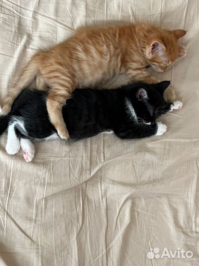 Котята в добрые руки даром