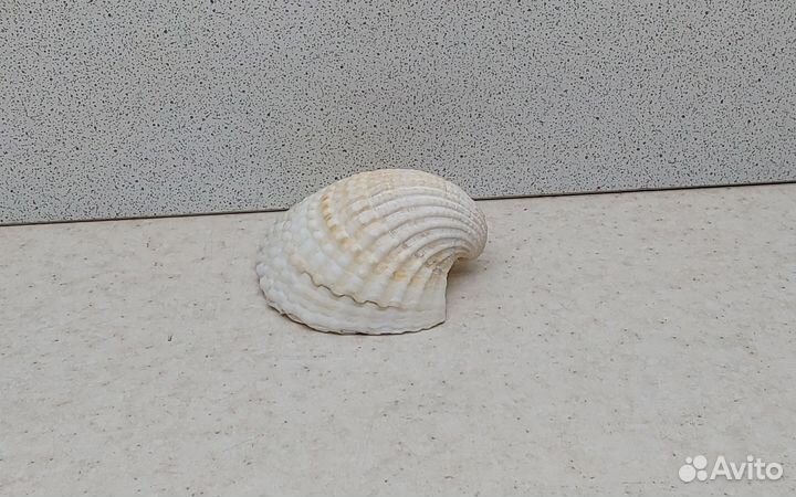 Гребешок 6,80 морская ракушка раковина