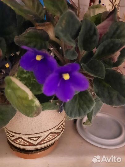 Отростки домашних растений