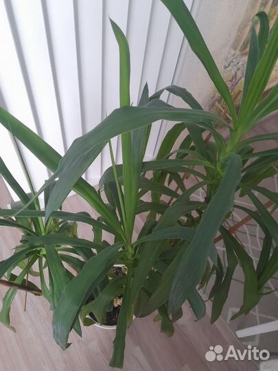 Пальма юкка