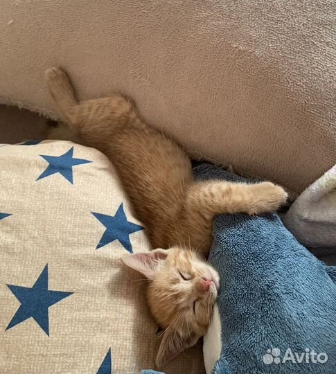 Рыжий котенок