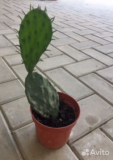 Кактус опунция