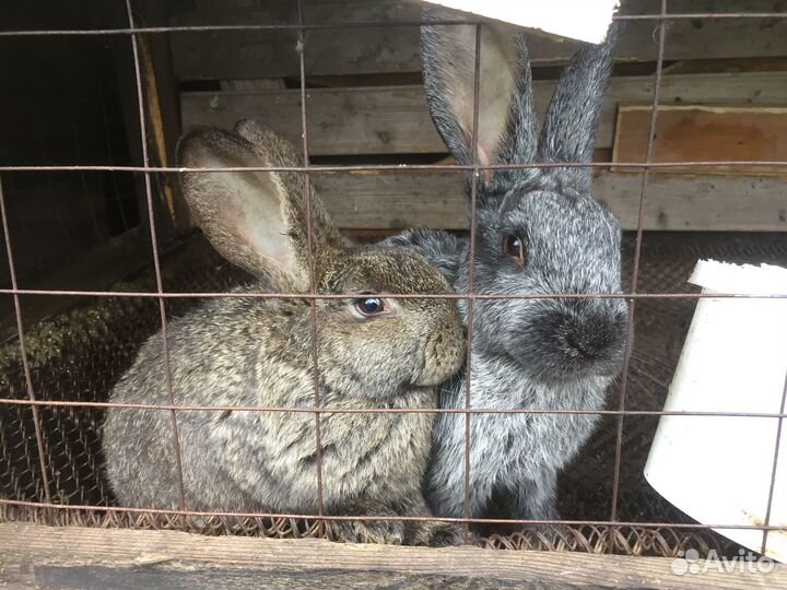 Кролики мясных пород