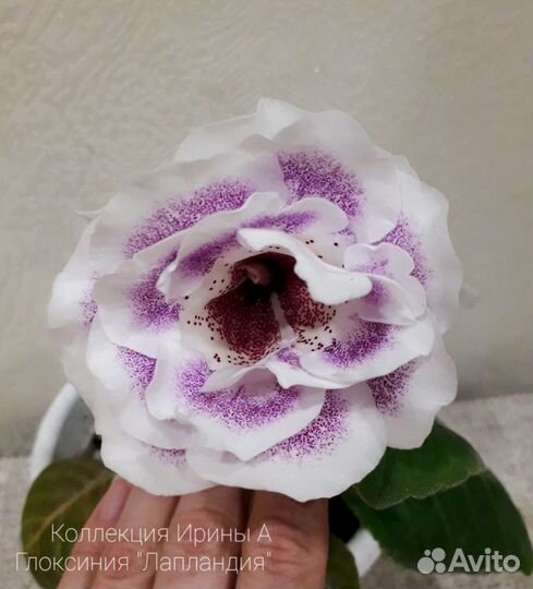 Детки Глоксиний