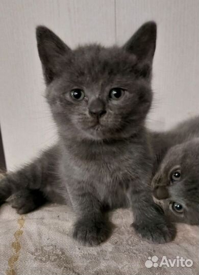 Шотландские котята