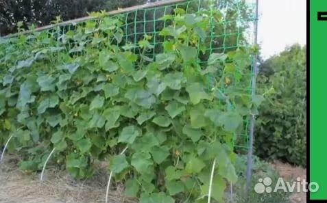 Сетка шпалерная 2*10