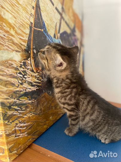 Котенок девочка полосатая в добрые руки