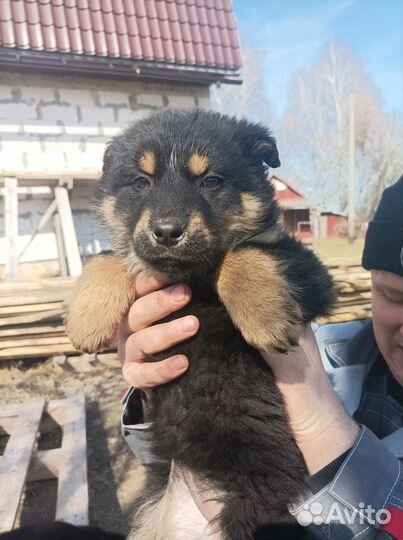 Отдадим щенков бесплатно