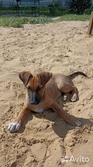 Щенок мальчик