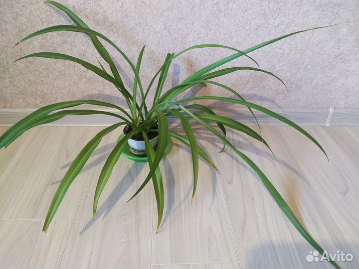 Цветы комнатные