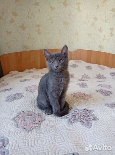 Кошечка Ириска