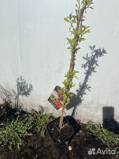 Саженцы Годжи Биг Лайфберри