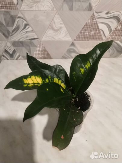 Кротоны, Маранты