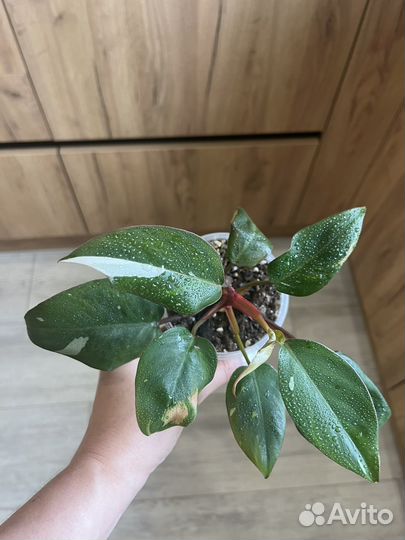 Эпипремнум, сциндапсус, филодендрон