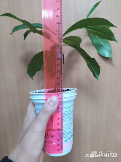 Саподилла Manilkara zapota 'Narai Thong' плодовая