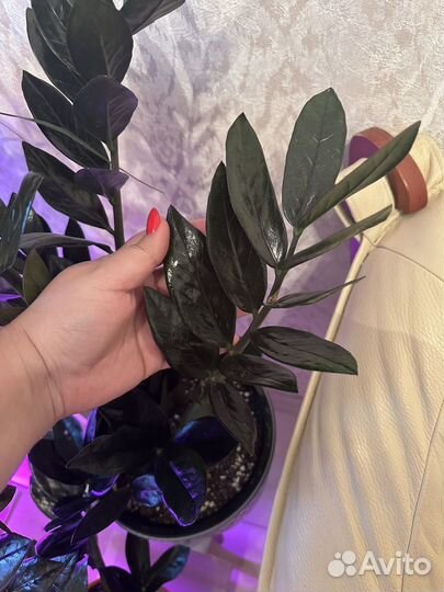 Черный замиакулькас (Равен) комнатный цветок
