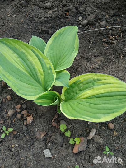 Хоста, гейхера, астильбы