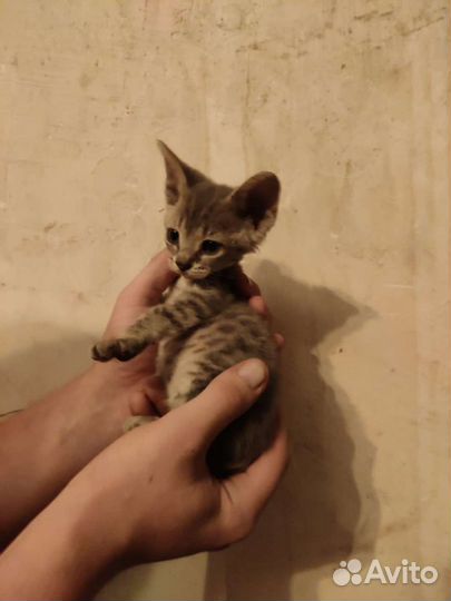 Канадский сфинкс мальчик и девочка