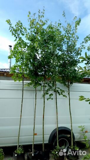 Клен остролистный сортовой 1,0-8,0 м, питомник