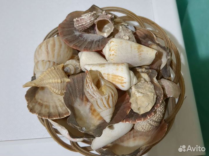 Морские ракушки раковины набор