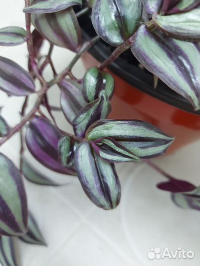 Традесканция зебрина ампельная в подвесном кашко