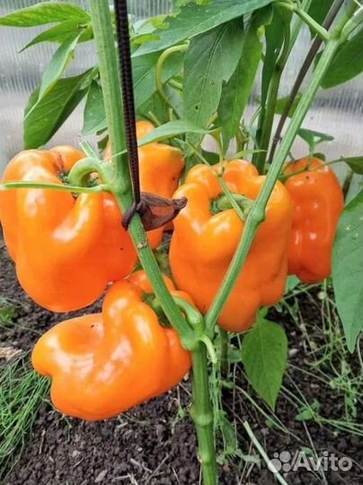 Семена, сеянцы перца Калифорнийское Чудо