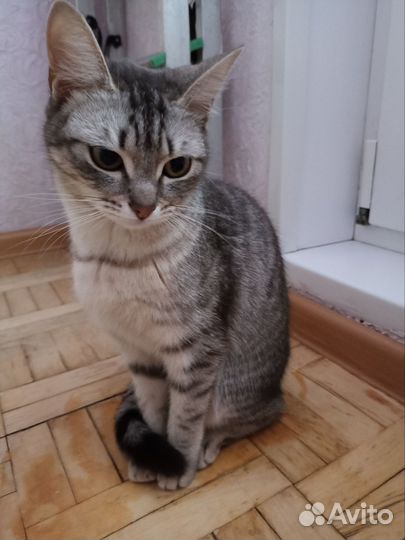 Кошка ласковая Люся