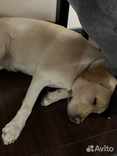 Передержка животных