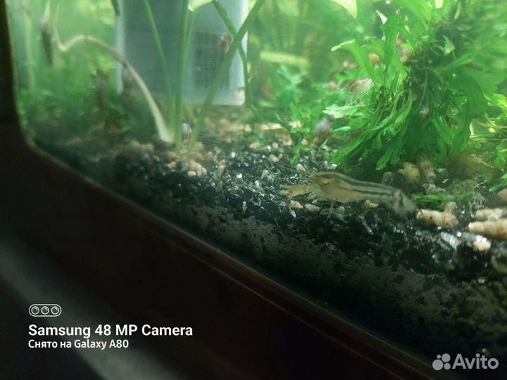 Карликовый аквариумный рак обмен