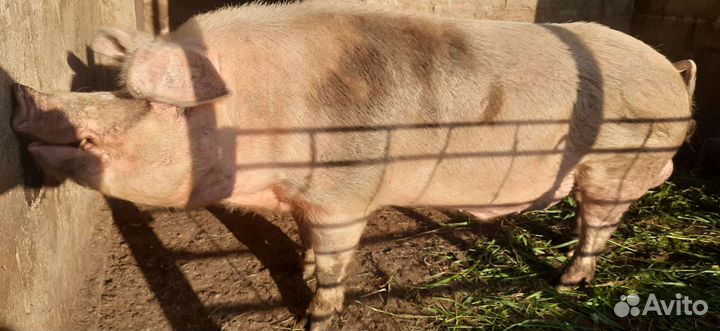 Хряк на племя