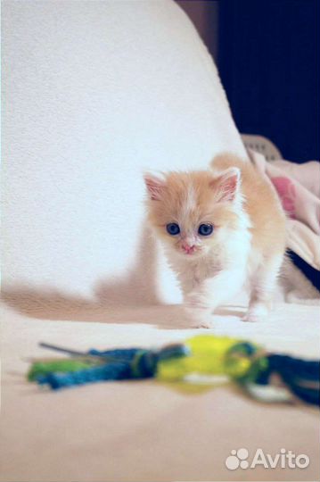 Рыжий котенок в добрые руки бесплатно