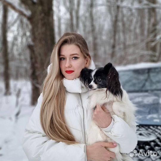 Щенки папийона