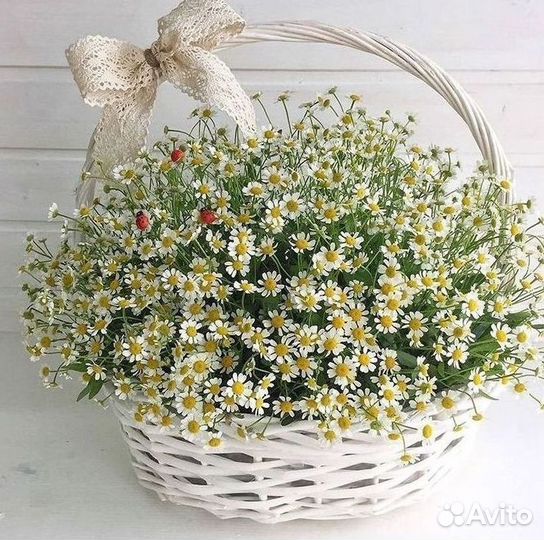 Ромашки букет