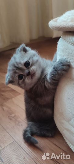 Шотландская