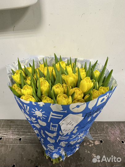 Цветы тюльпаны