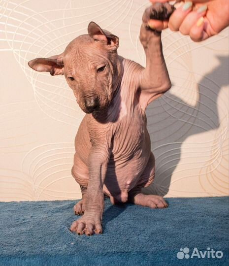 Ксолоитцкуинтли стандарт