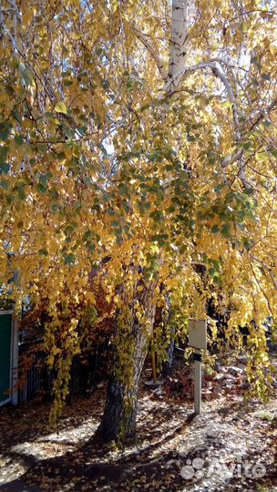 Саженцы декоративных пород