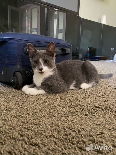 Котята в добрые руки 3 месяца