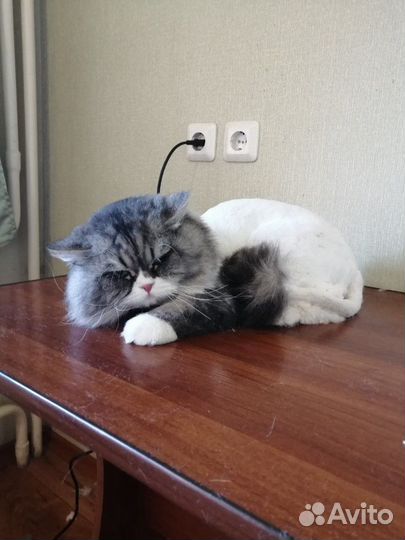 Стрижка кошек И котов груминг