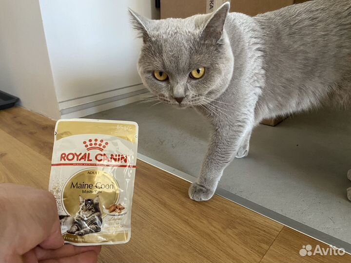 Кошачий корм влажный Royal Canin (Мэйн Кун)