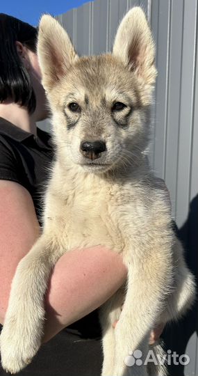 Щенки Хаски