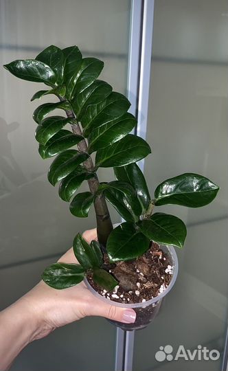 Комнатные растения(разные)