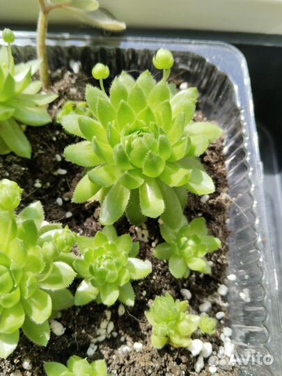 Молодило Красивый