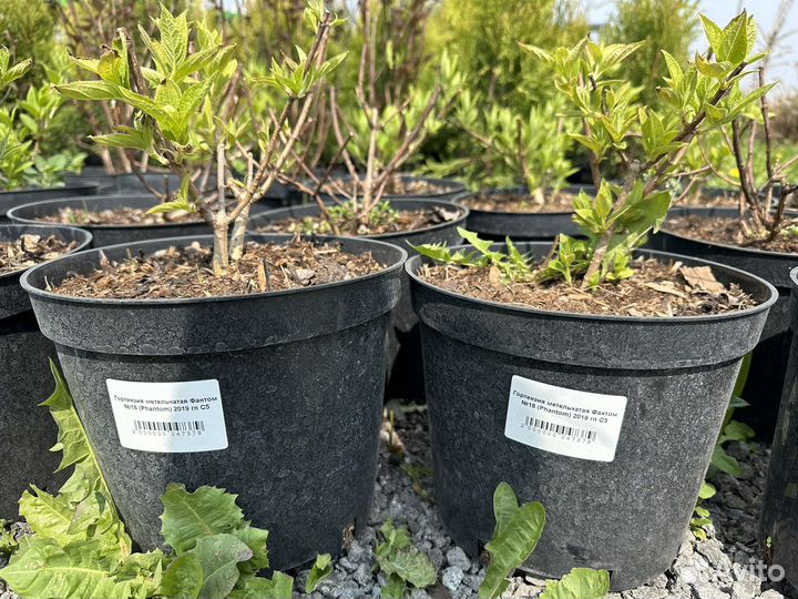 Гортензия Fantom